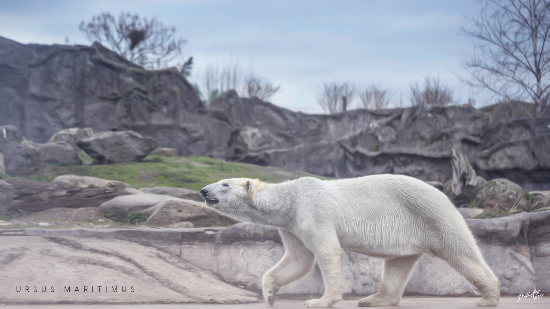 Polarbär