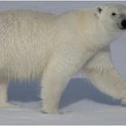 Polarbär