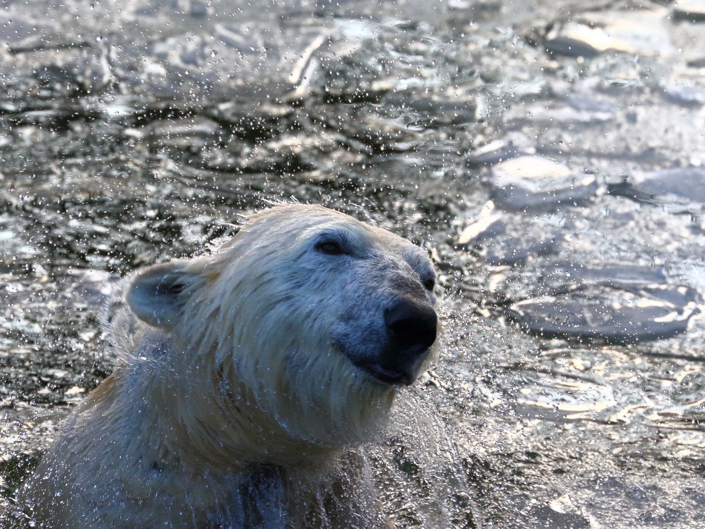 Polarbär 