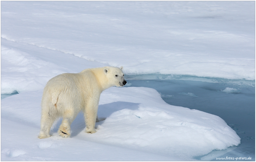 Polarbär am 81° Breitengrad