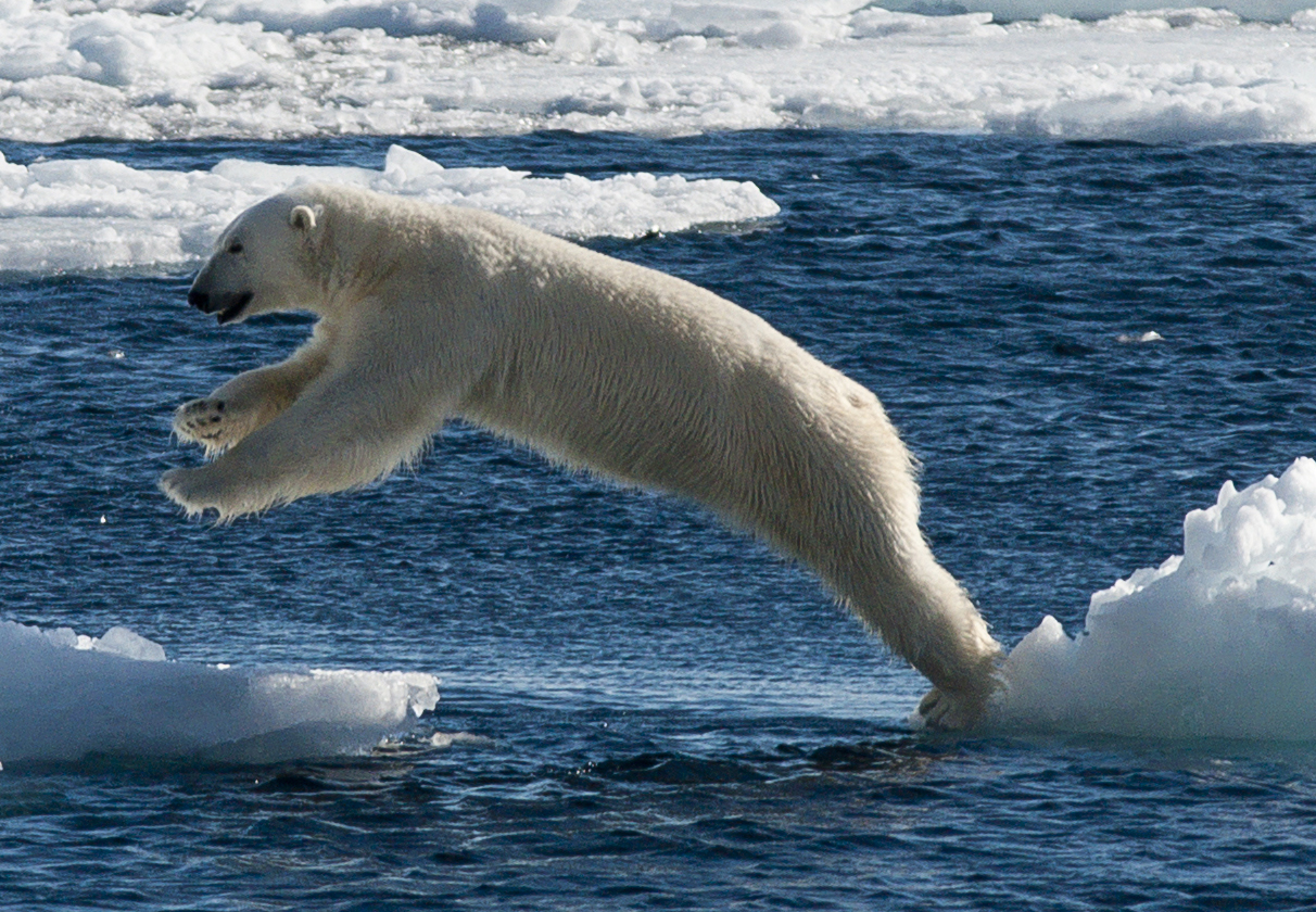 Polarbär auf den Sprung