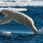 Polarbär auf den Sprung