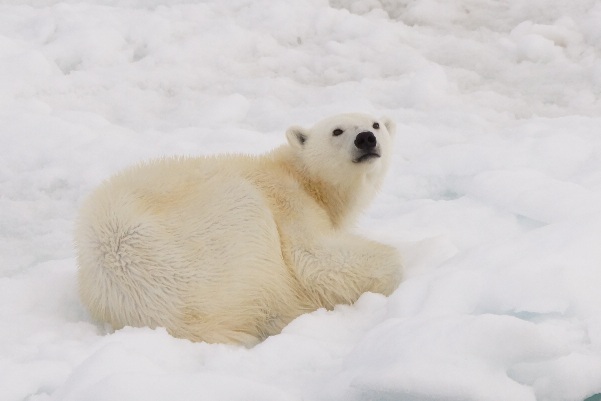 Polarbär bei Svalbard