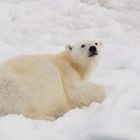 Polarbär bei Svalbard