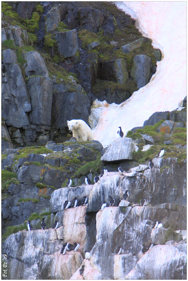 Polarbär & Dickschnabellummen