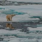 Polarbär     _DSC0524