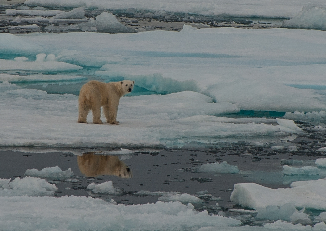 Polarbär  _DSC0526