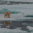 Polarbär  _DSC0526