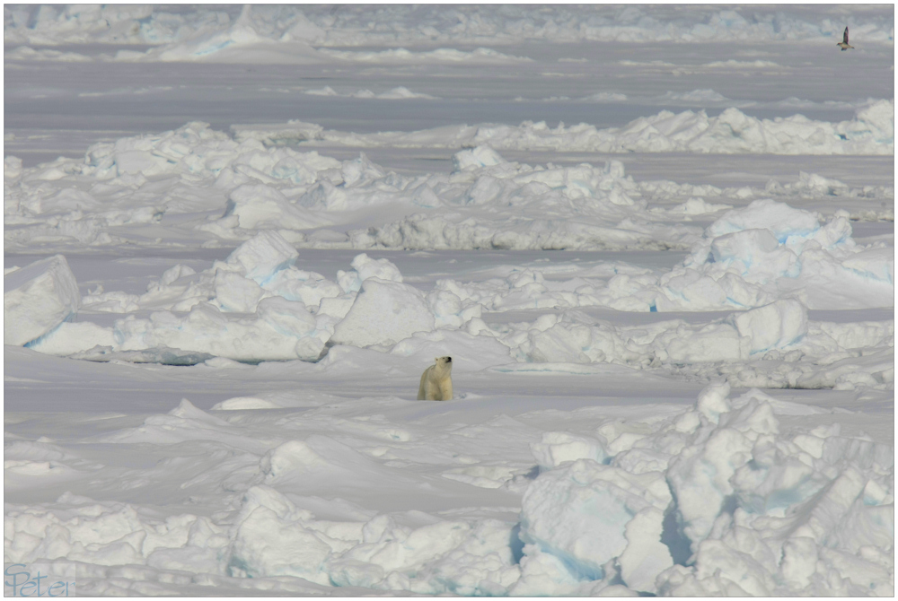 Polarbär im ewigen Eis