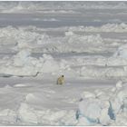 Polarbär im ewigen Eis