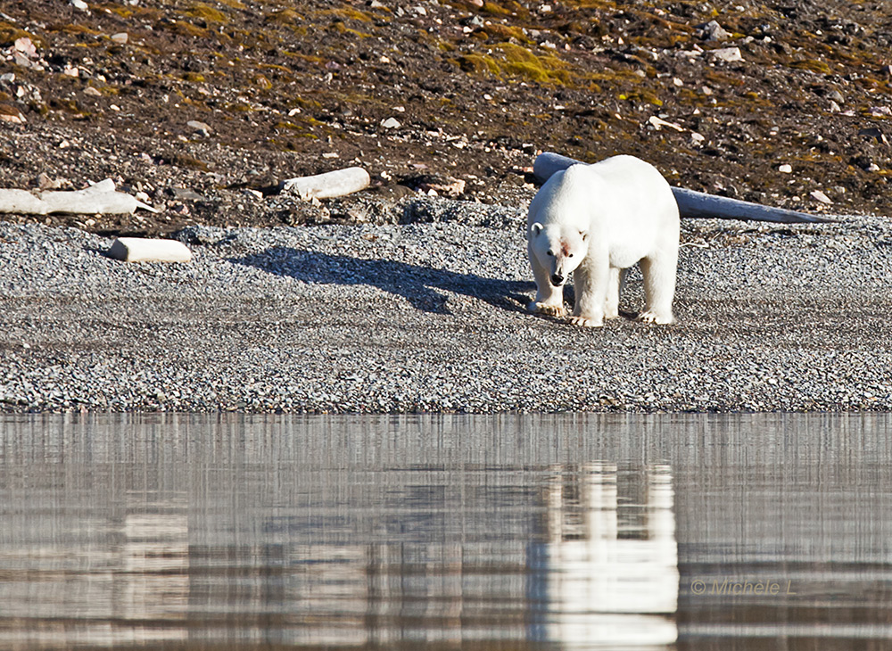 Polarbär in freier Wildbahn