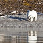 Polarbär in freier Wildbahn
