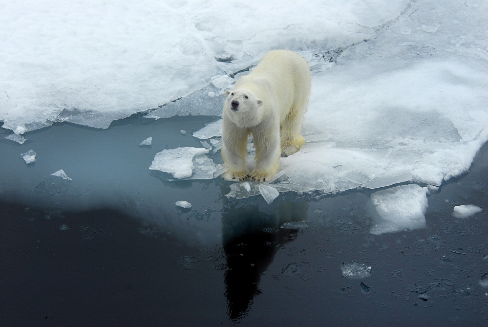 Polarbär-Russland