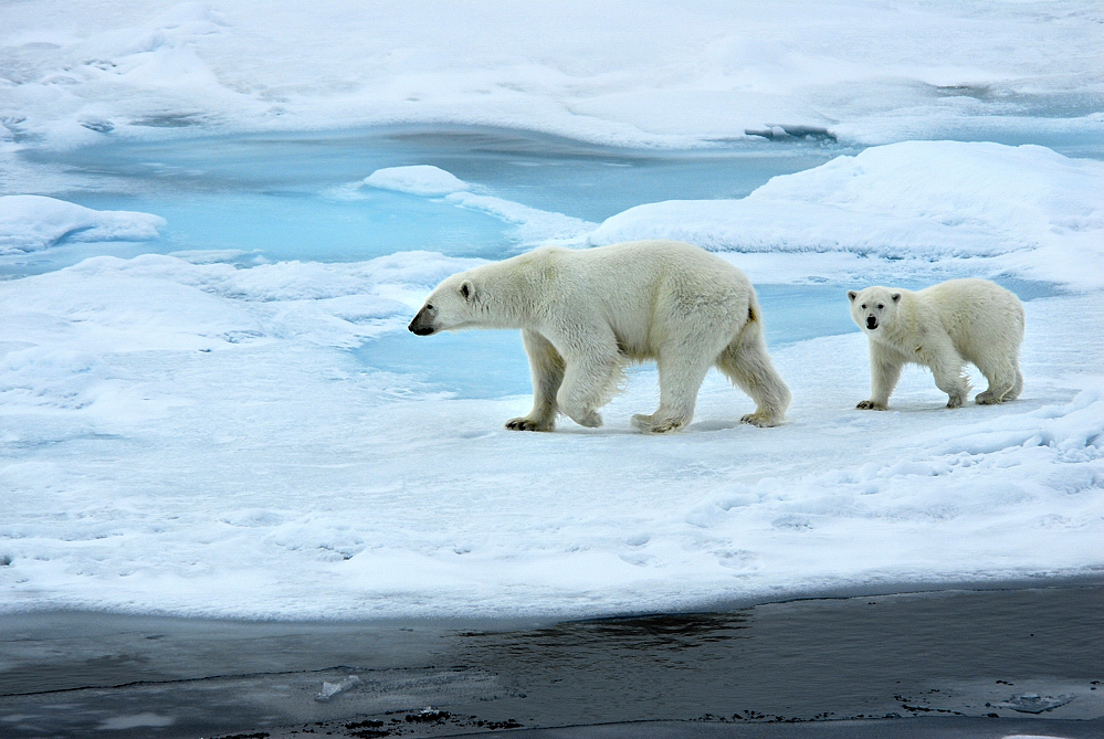 Polarbär,Eisbär;Eis;Franz Josef Land;Russland