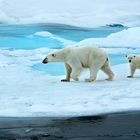 Polarbär,Eisbär;Eis;Franz Josef Land;Russland