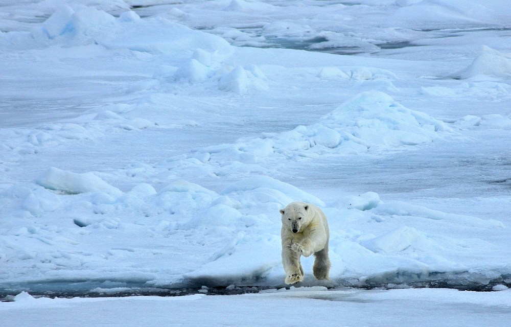 Polarbär;Eisbär;Franz Josef Land;Russland;Packeis;Treibeis;Sprung;