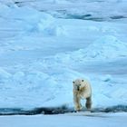 Polarbär;Eisbär;Franz Josef Land;Russland;Packeis;Treibeis;Sprung;