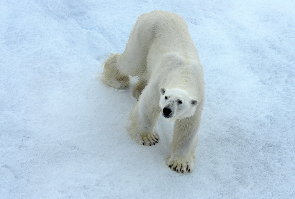 Polarbär;Eisbär,Nordpolarmeer; Eis;Russland;Packeis