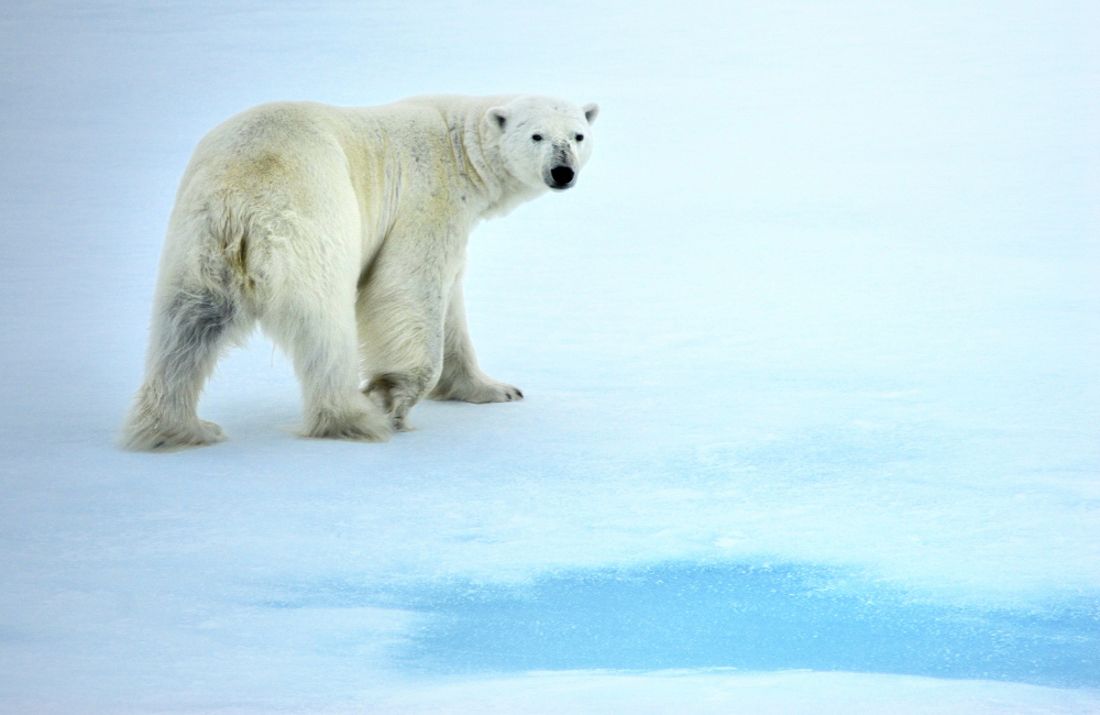 Polarbär;Eisbär;Packeis;Nordpolarmeer;Russland;