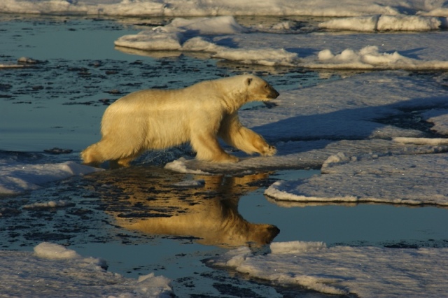 Polarbear *2