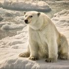 Polarbear