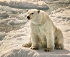 Polarbear