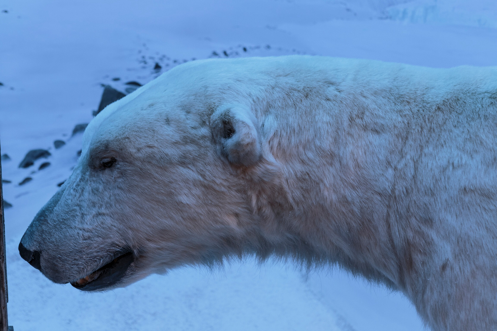 Polarbear