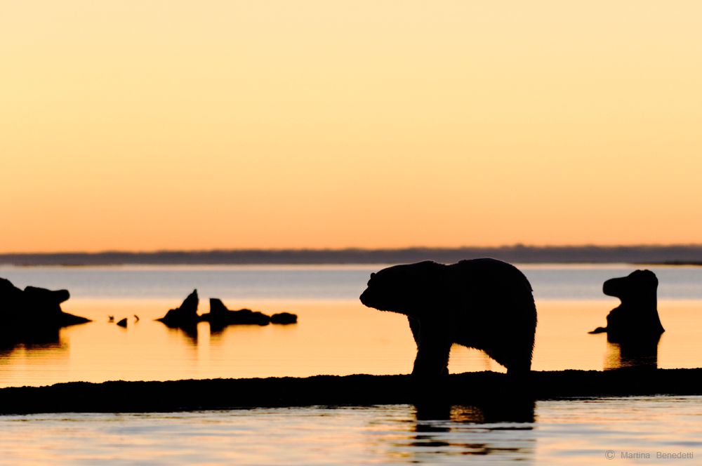 Polarbear