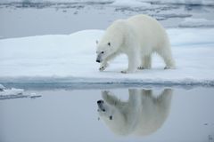 ___polar_bear___