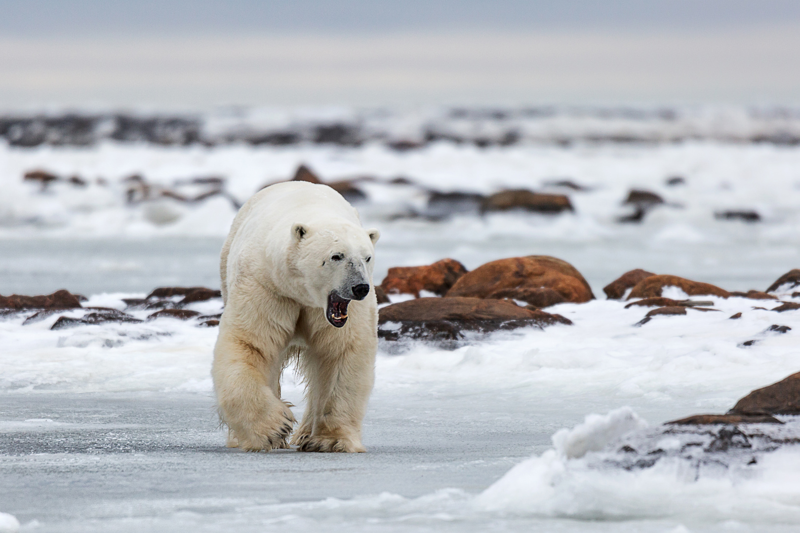 Polarbear