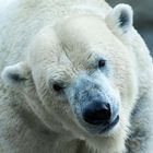 Polarbear