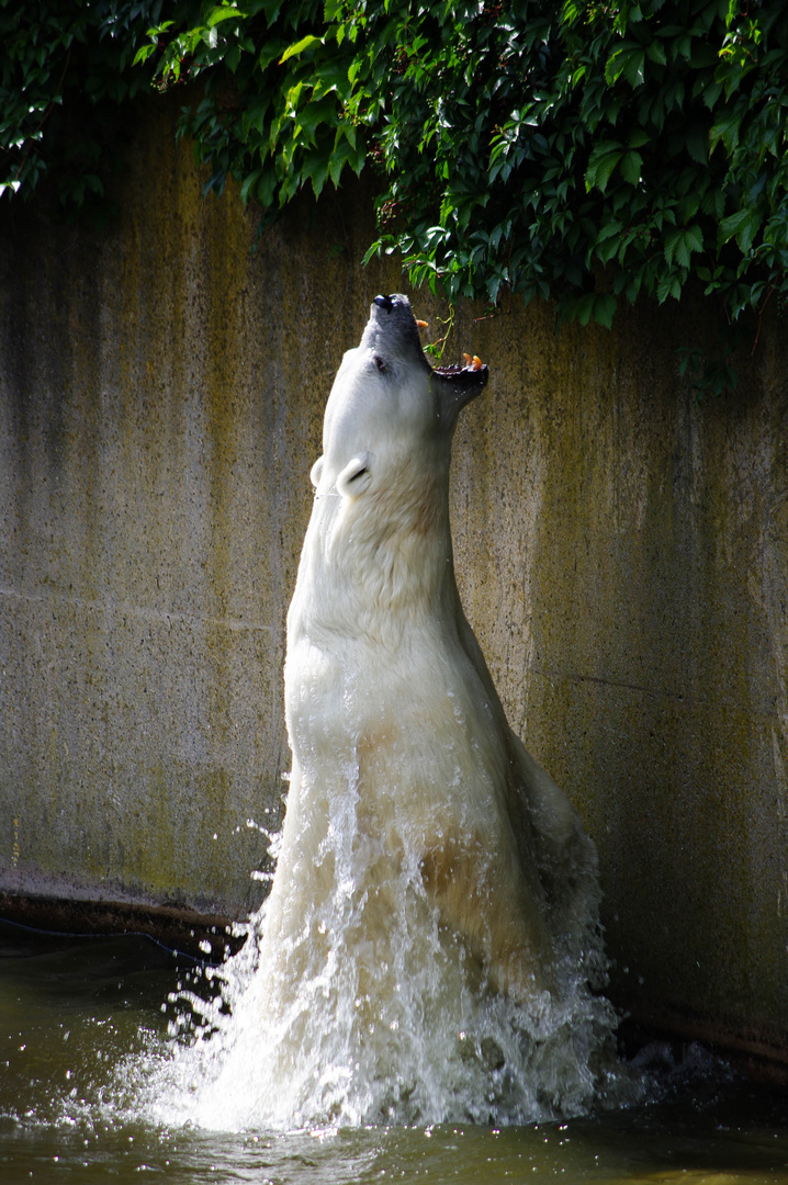 Polarbear