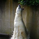 Polarbear