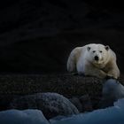 Polarbear 