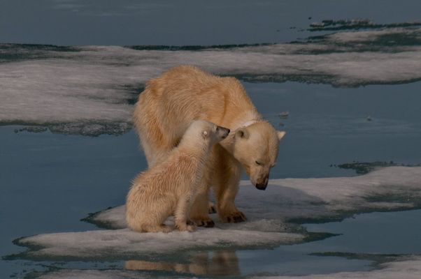Polarbear family Svalbard Islands 