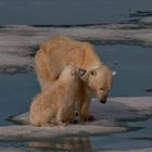 Polarbear family Svalbard Islands 