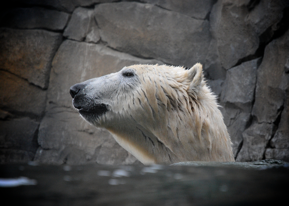 Polarbear II