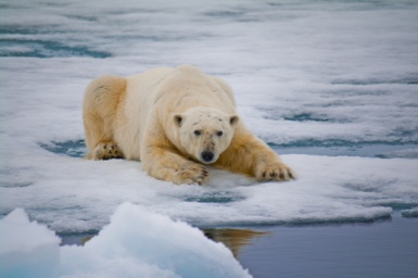 Polarbear Svalbard Islands - Please come out and play