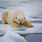 Polarbear Svalbard Islands - Please come out and play