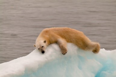 Polarbear Svalbard Islands. Siesta...