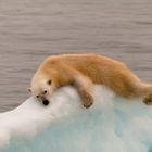 Polarbear Svalbard Islands. Siesta...