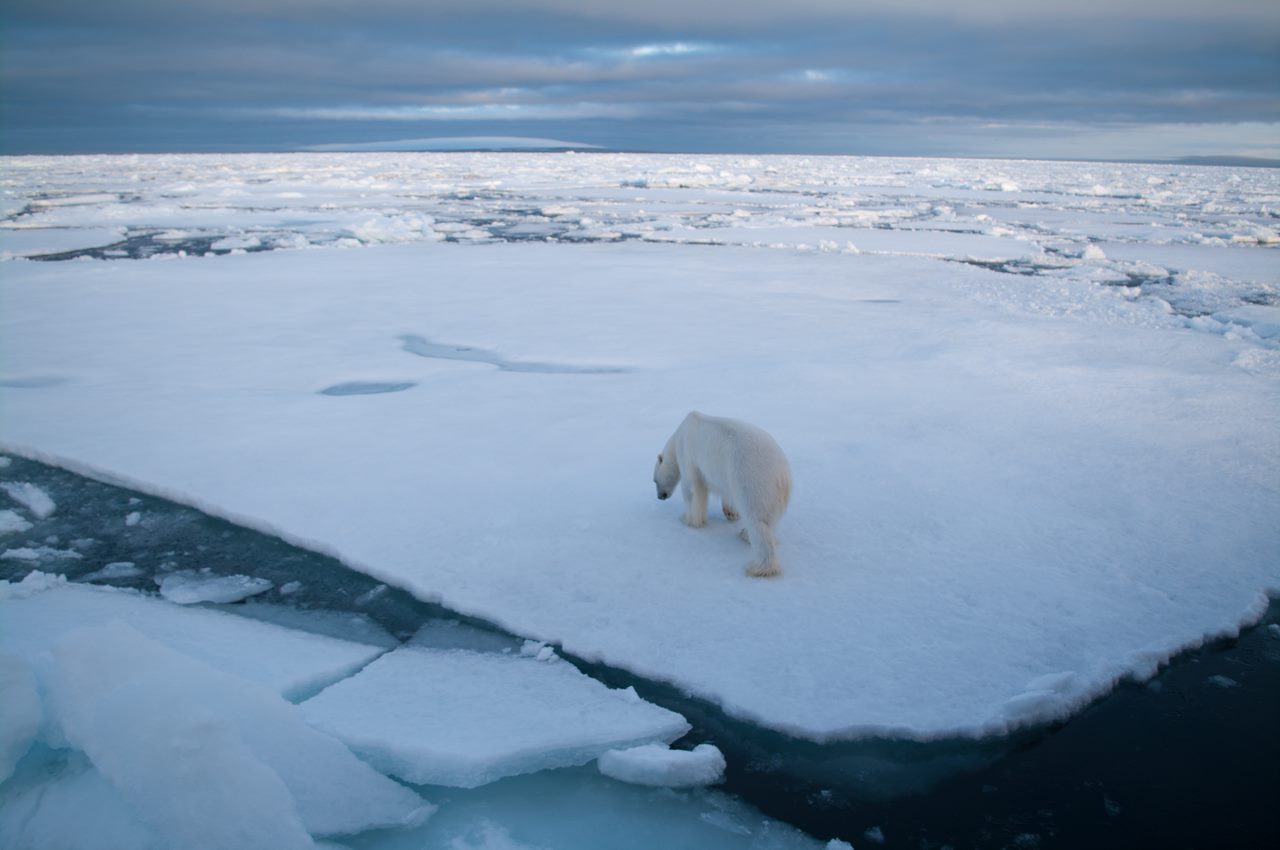 Polarbear Svalbard Islands,  the long walk 