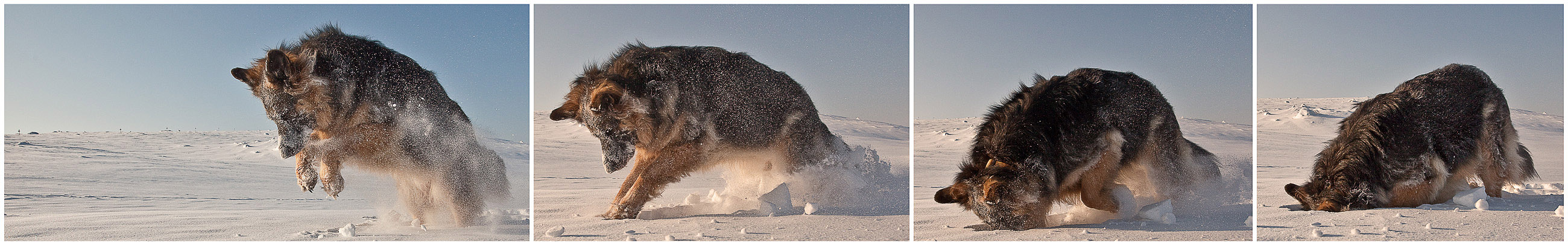 Polare Mäusejagd bei -38 Grad