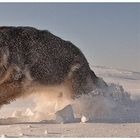 Polare Mäusejagd bei -38 Grad