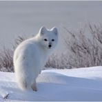 Polarfox