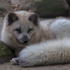 Polarfuchs 001a