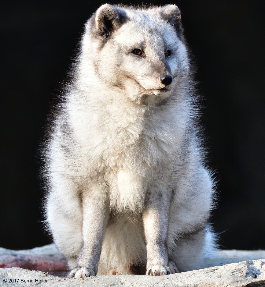 Polarfuchs