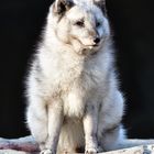 Polarfuchs