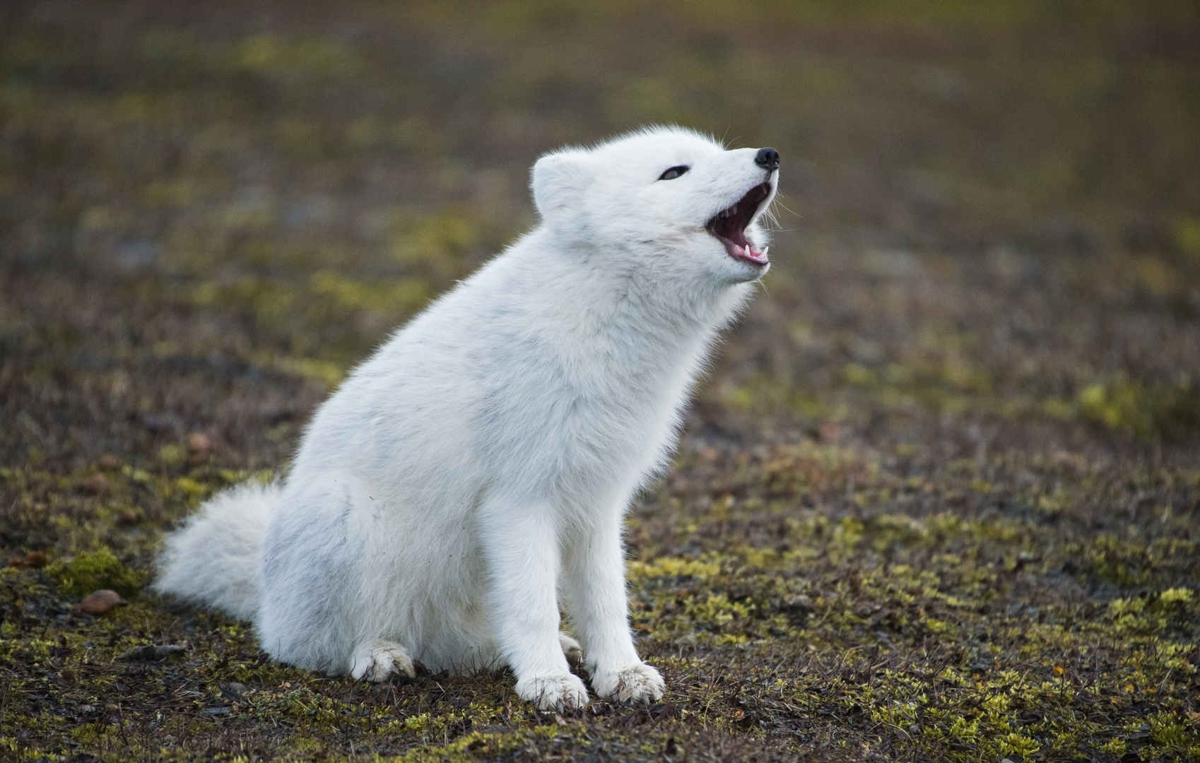Polarfuchs Foto & Bild | tiere, wildlife, säugetiere Bilder auf