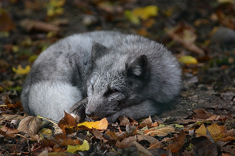 Polarfuchs